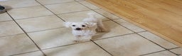 Toy Poodle dogs for sale: Hope - Ad 6
