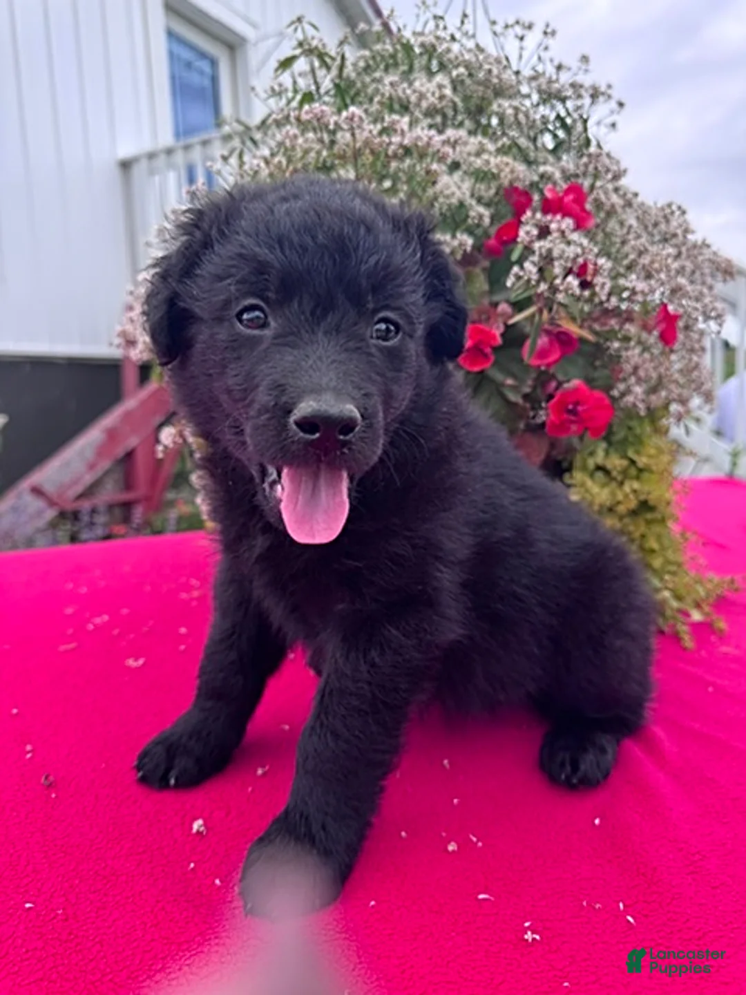 Mixed Breed dogs for sale: Tosha - Ad 4