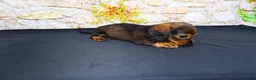 Miniature Dachshund dogs for sale: Lizz - Ad 12