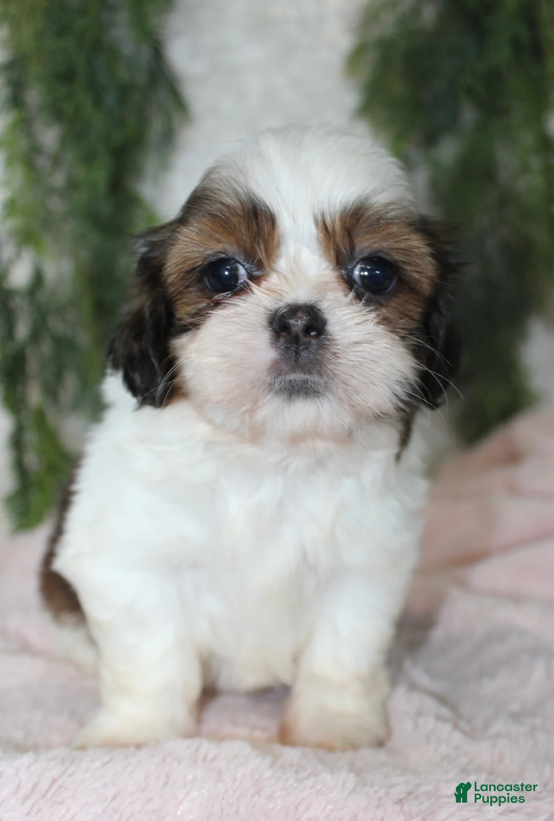 Shih Tzu dogs for sale: Shih Tzu 5 - Ad 3