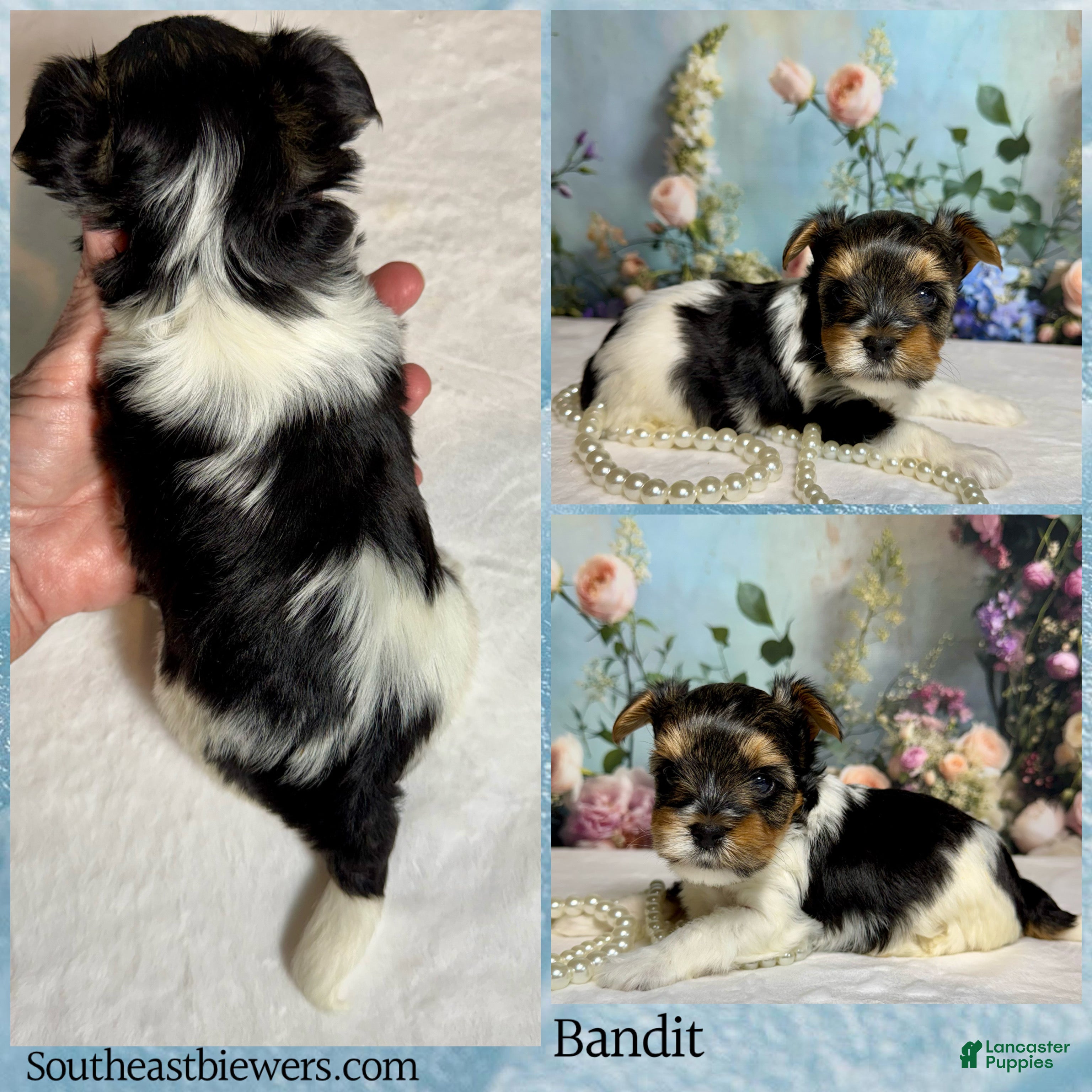 Biewer Terrier dogs Biewer Terrier Puppy 1 - Ad 2