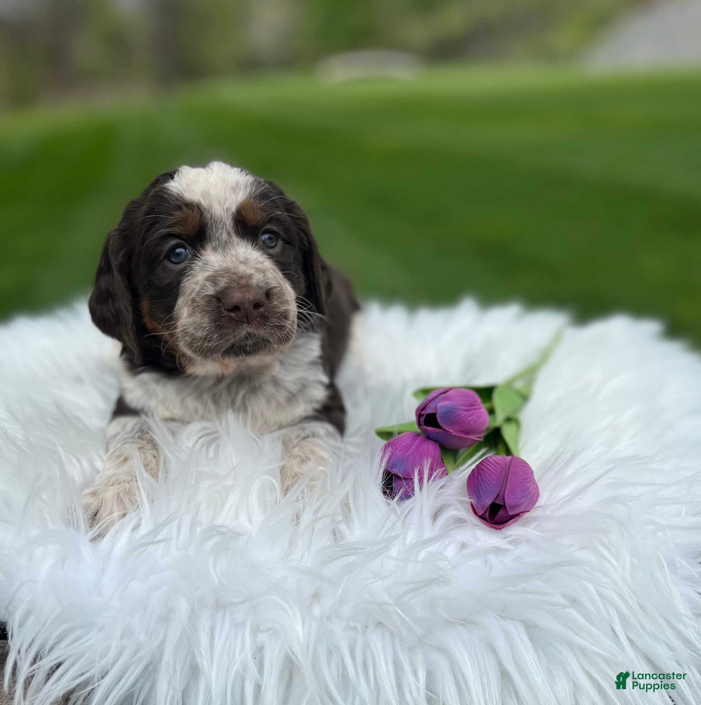 English Springer Spaniel dogs Princess - Ad 1