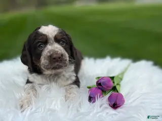English Springer Spaniel dogs for sale: Princess - Ad 3