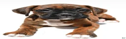 Boxer dogs for sale: Sadie - Ad 8