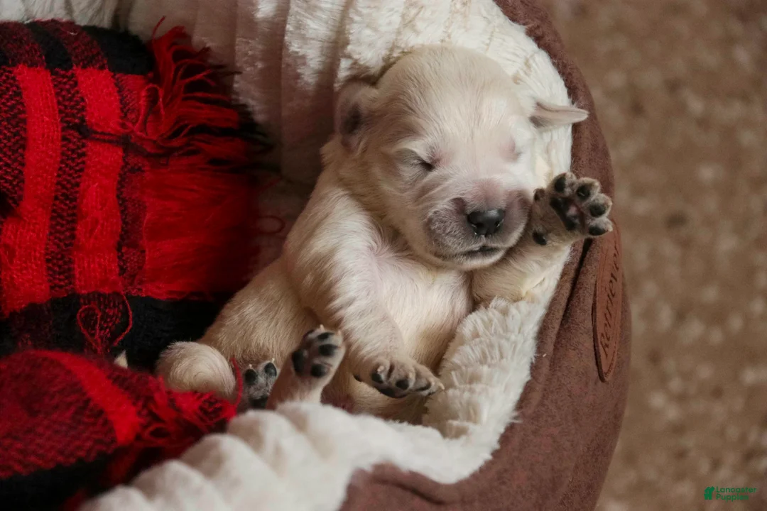 Golden Retriever dogs for sale: Jasper - Akc, health tested parents - Ad 1