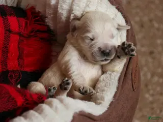 Golden Retriever dogs Jasper - Akc, health tested parents - Ad 14