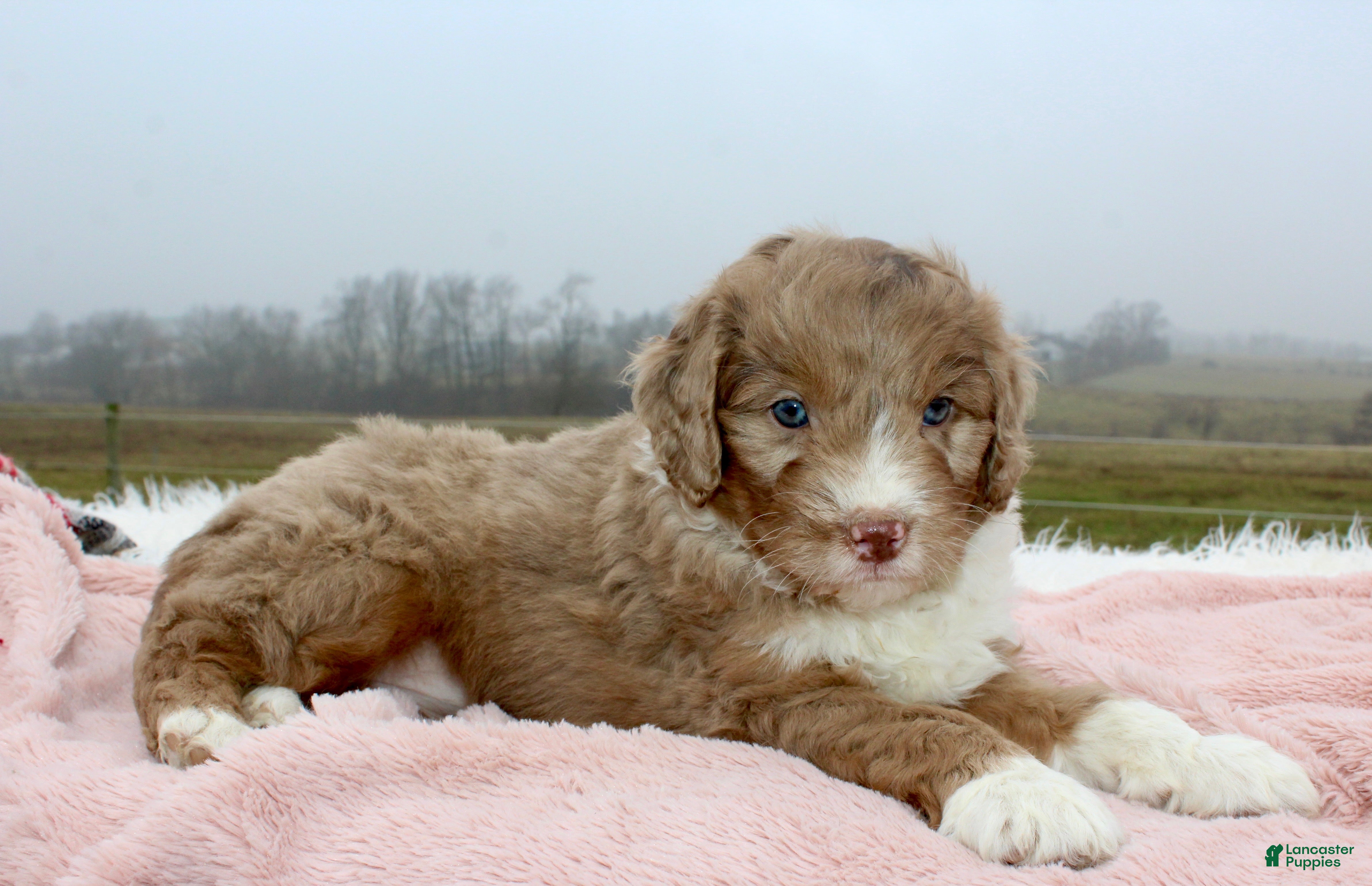 Mini Aussiedoodle dogs Mini Aussiedoodle Puppy 6 - Ad 9