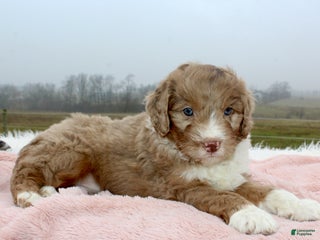 Mini Aussiedoodle dogs Mini Aussiedoodle Puppy 6 - Ad 9
