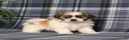 Teddy Bear dogs for sale: Yolonda - Ad 3
