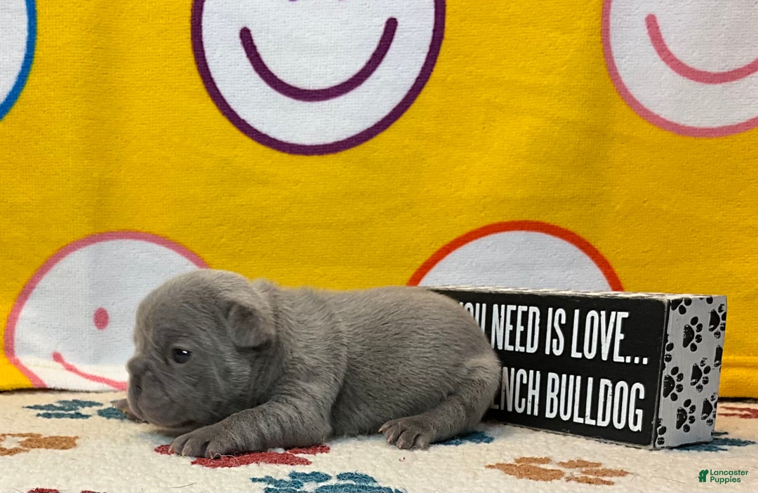 French Bulldog dogs for sale: River  - Ad 32