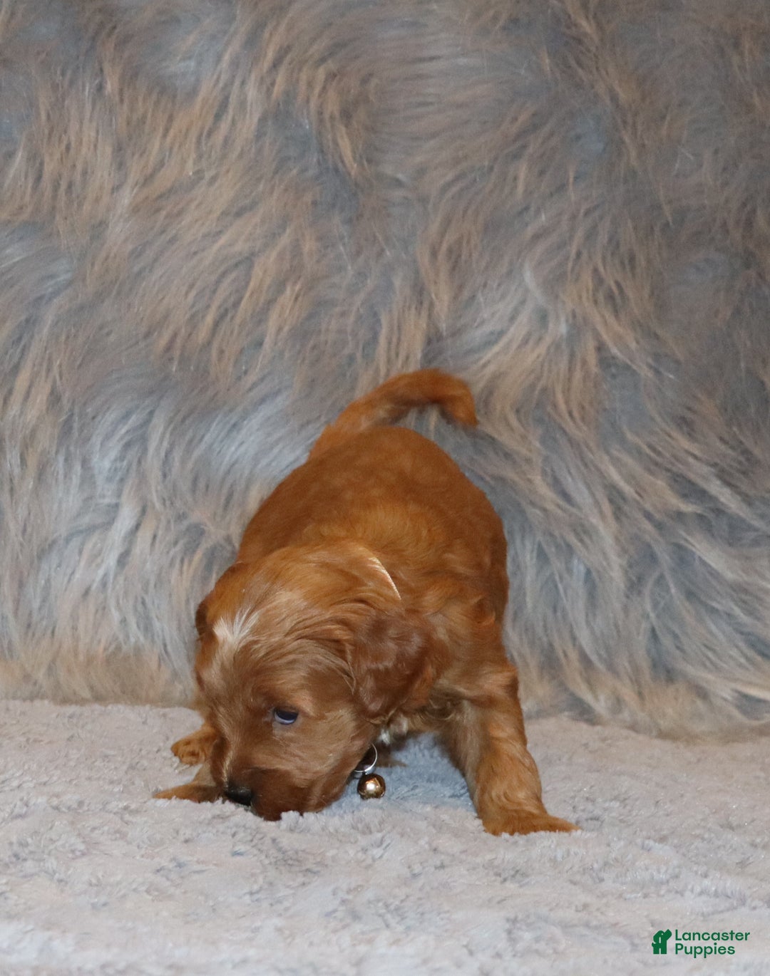 Mini Goldendoodle dogs for sale: Whitney 🌷👨‍👨‍👧‍👦💞🐕 - Ad 23