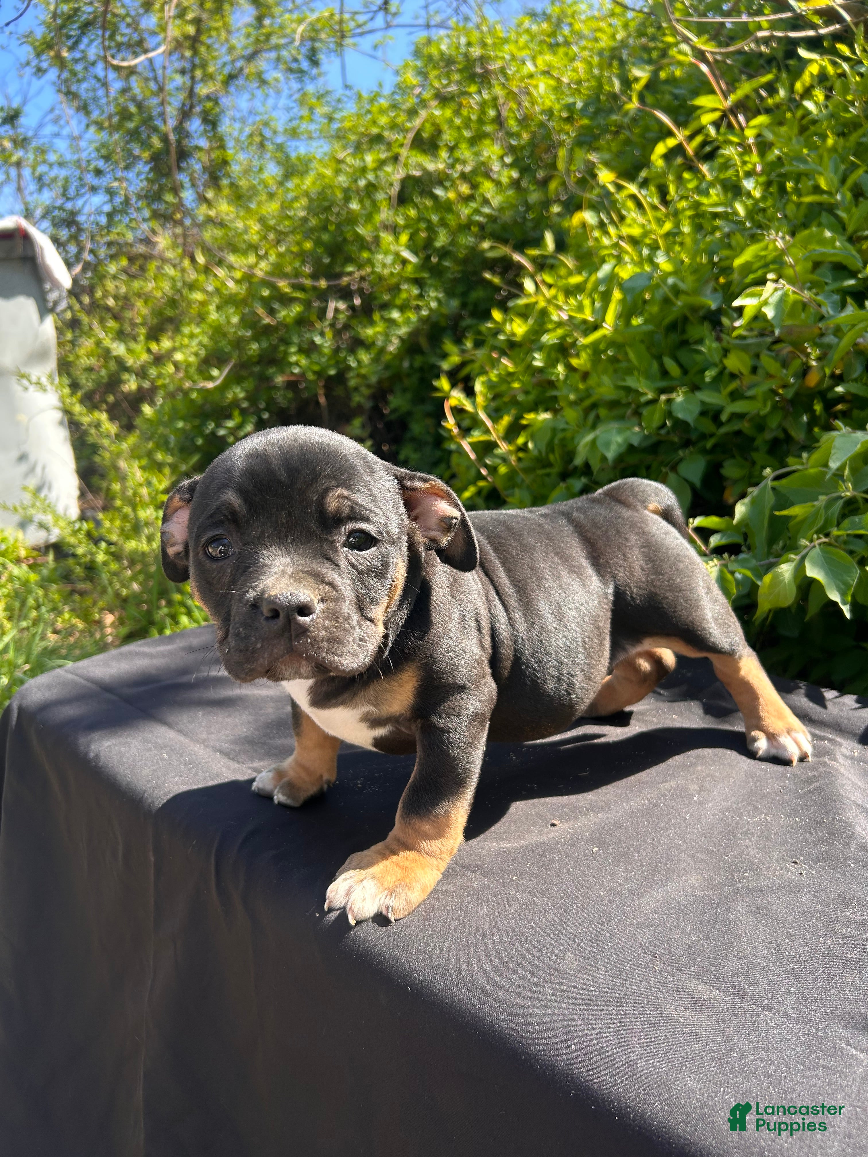 American Bully dogs London - Ad 1