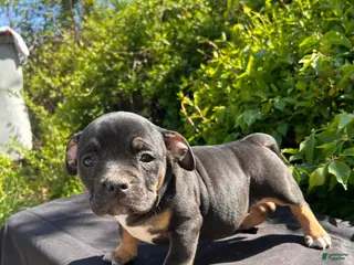 American Bully dogs for sale: London - Ad 1