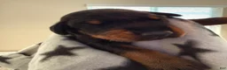 Doberman Pinscher dogs for sale: Phoenix-Grey Collar - Ad 2