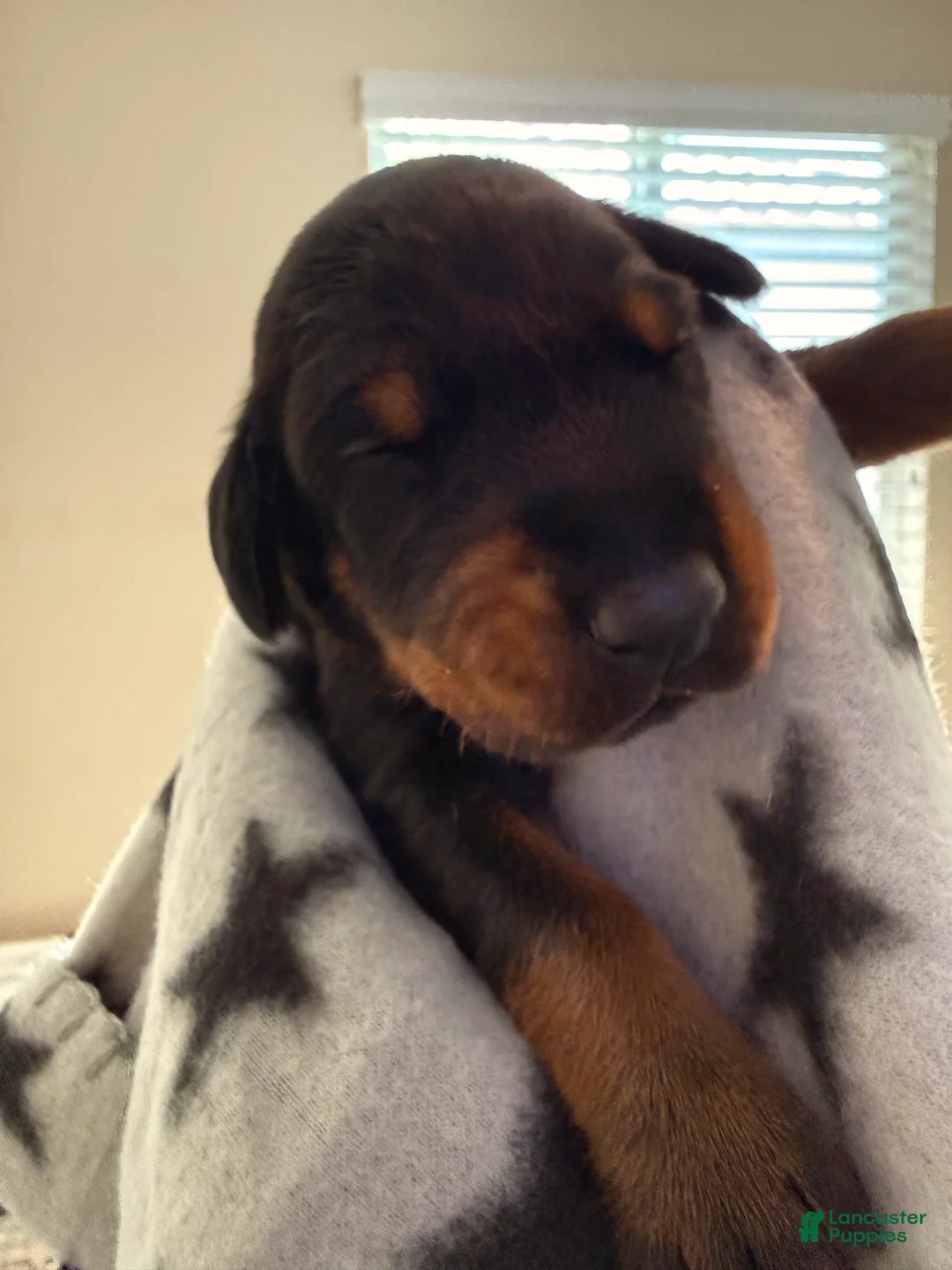 Doberman Pinscher dogs for sale: Phoenix-Grey Collar - Ad 2