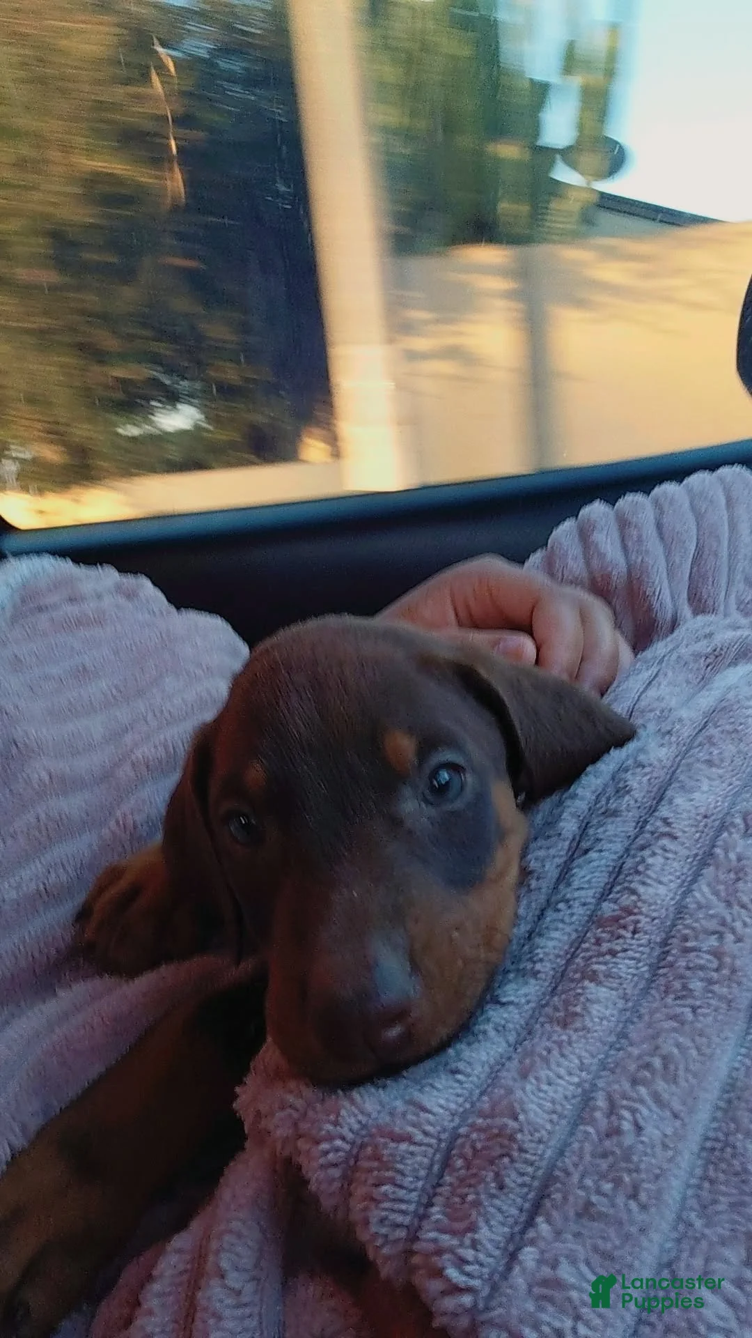 Doberman Pinscher dogs for sale: Doberman Pinscher Puppy 1 - Ad 1