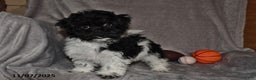 Havanese dogs for sale: Jack  - Ad 6