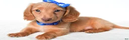 Miniature Dachshund dogs for sale: Dante - Ad 1