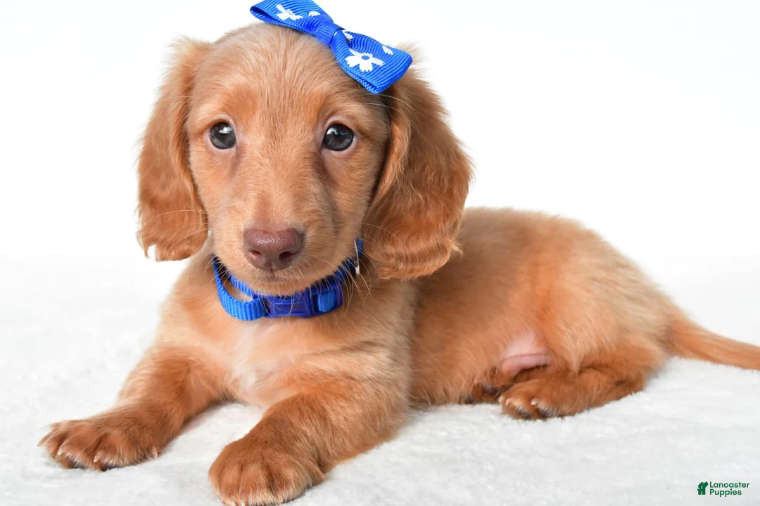 Miniature Dachshund dogs for sale: Dante - Ad 1
