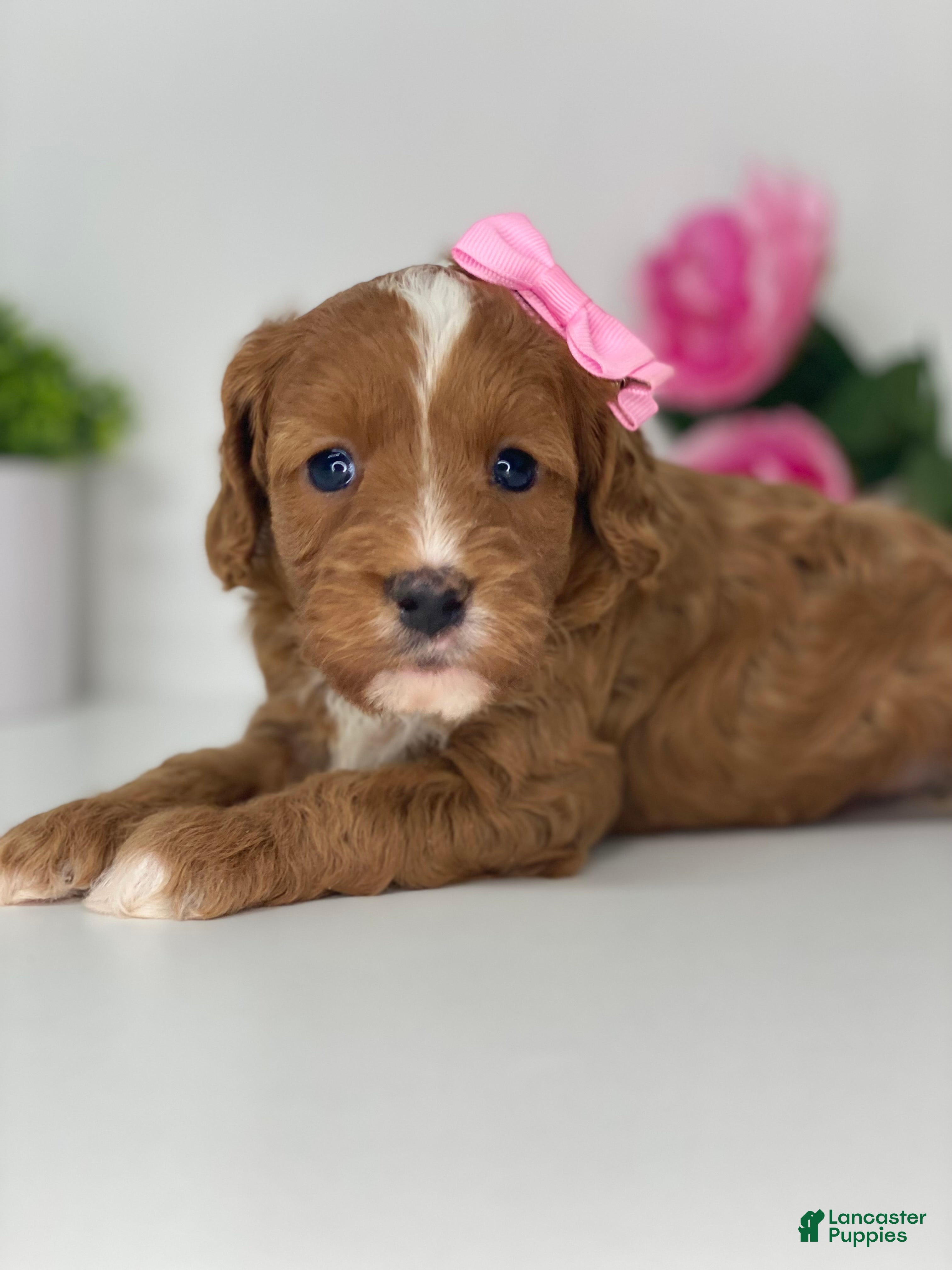 Cavapoo dogs Kallie - Ad 2
