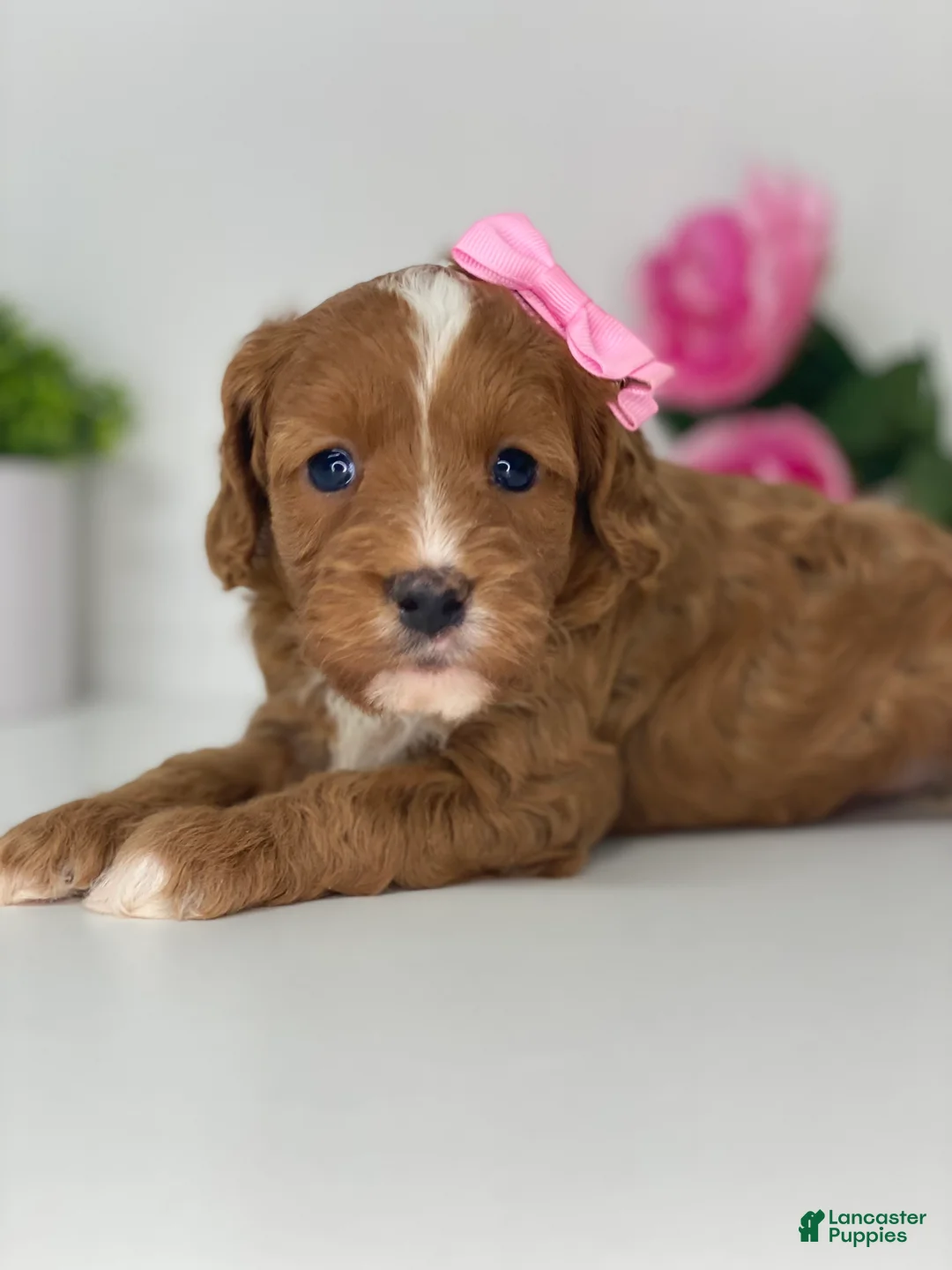 Cavapoo dogs for sale: Kallie - Ad 2