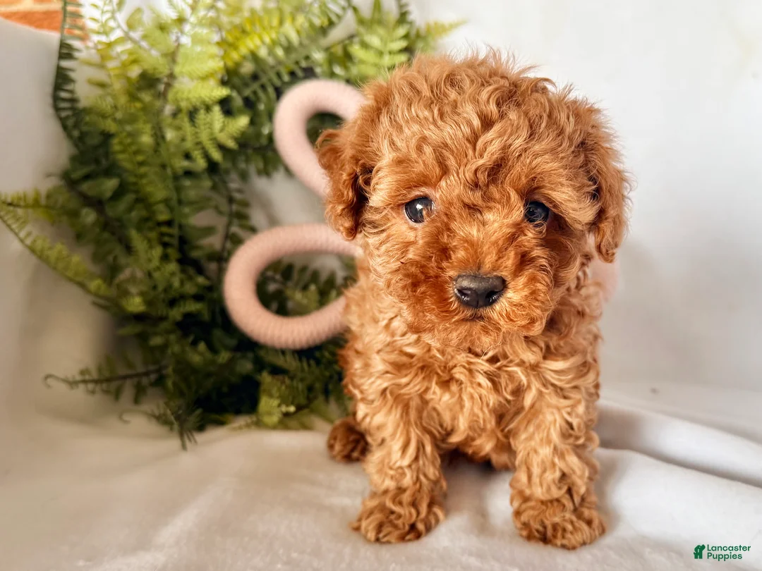 Maltipoo dogs for sale: Baffles - Ad 3