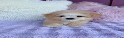 Malshi dogs for sale: 🩷 Cookie 🩷 - Ad 5