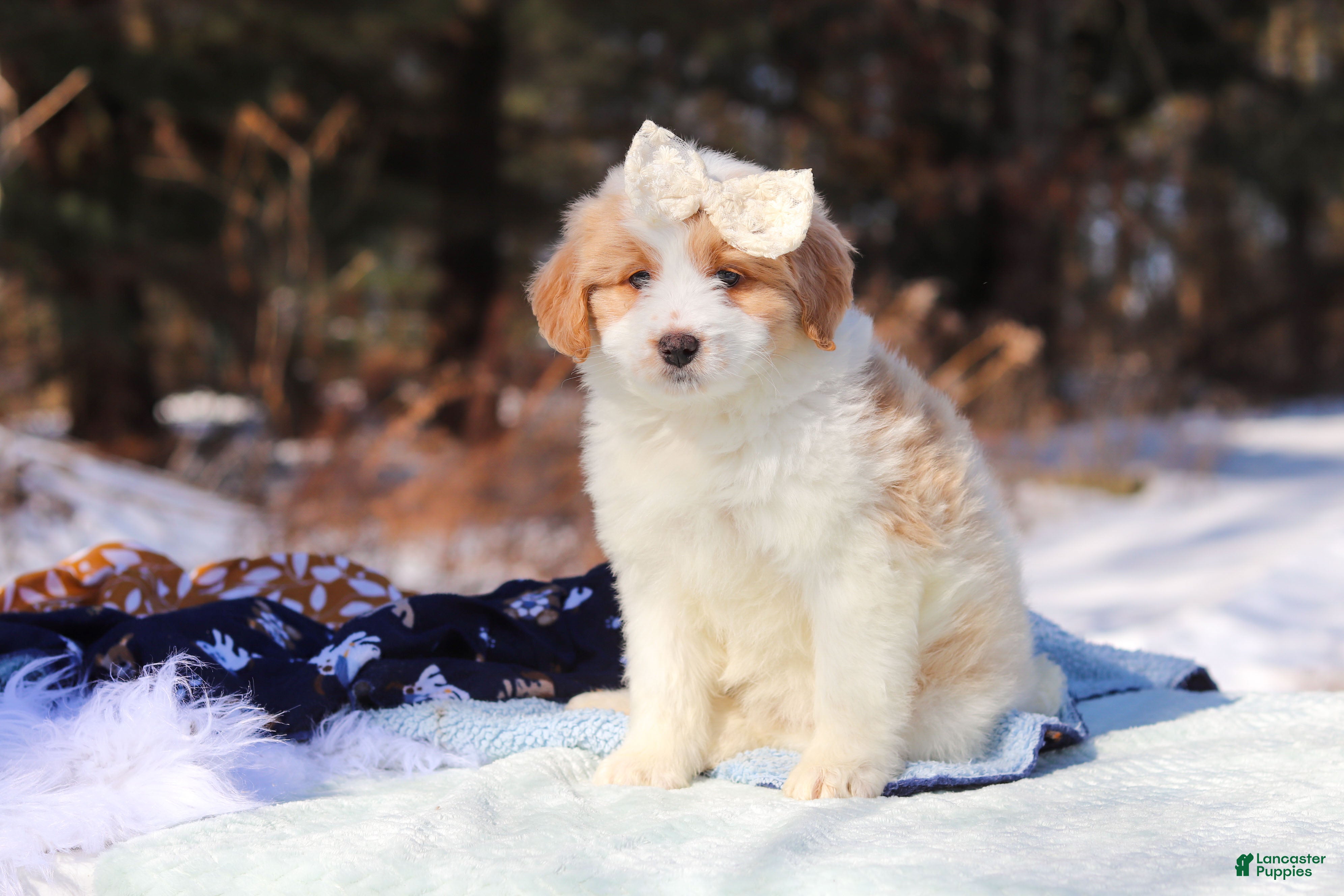 Mini Bernedoodle dogs Sydney - Ad 2
