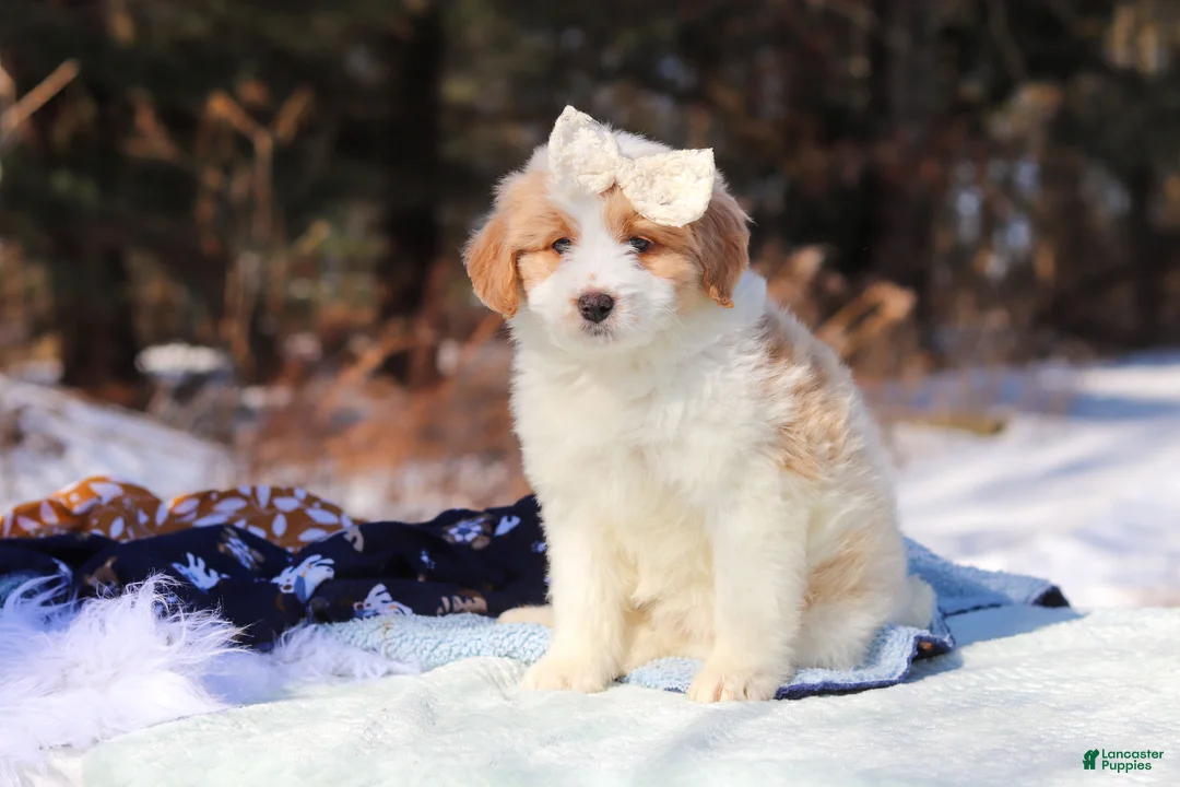 Mini Bernedoodle dogs for sale: Sydney - Ad 2