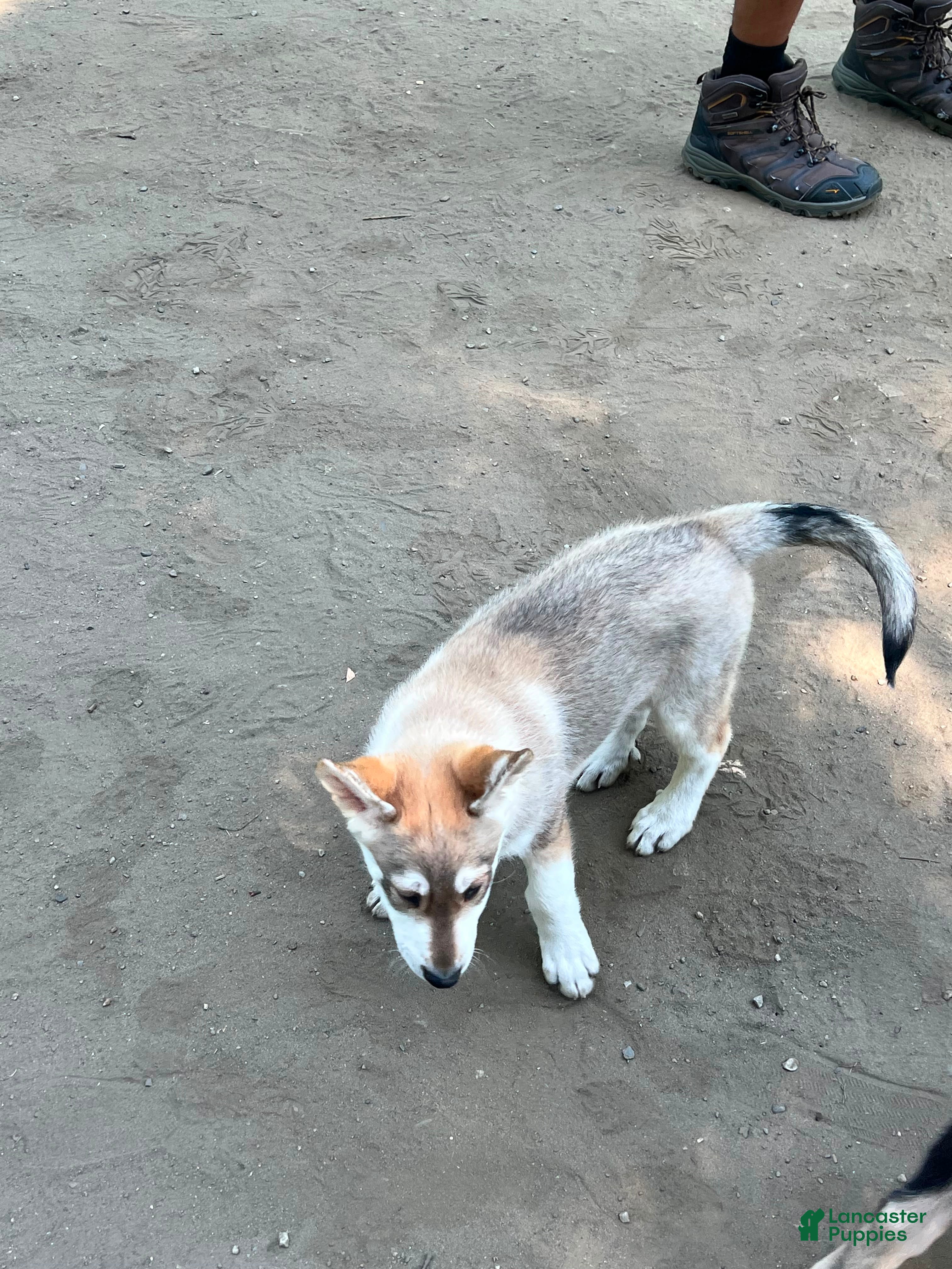 Gerberian Shepsky dogs Lagertha - Ad 2