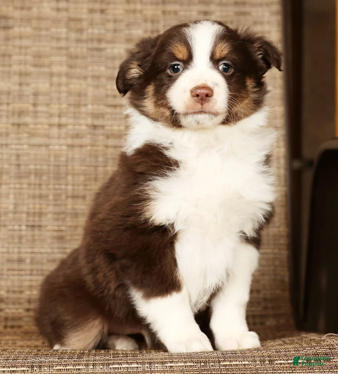 Miniature Australian Shepherd dogs for sale: Shadow - Ad 2