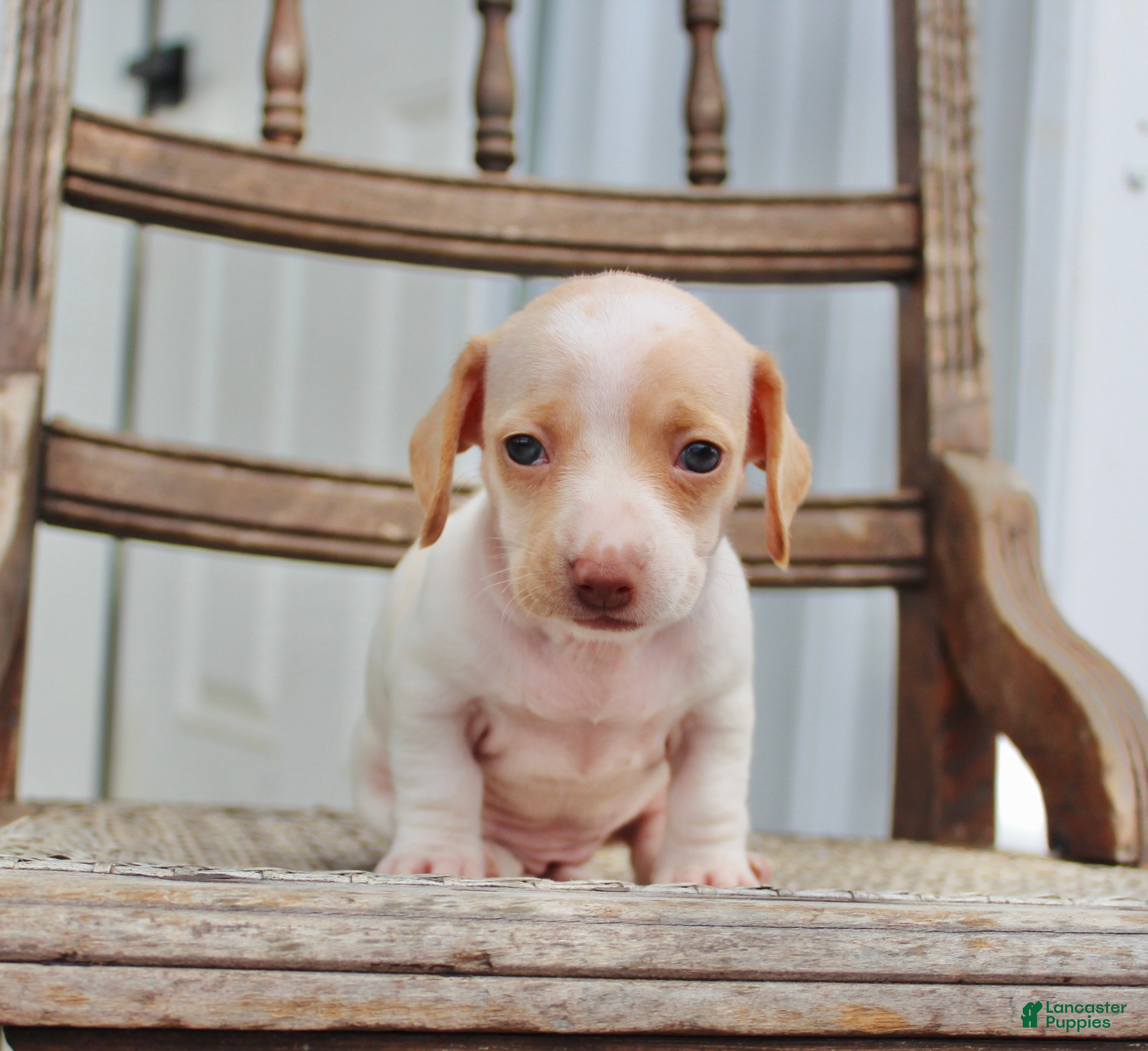 Miniature Dachshund dogs for sale: Aspen - Ad 2