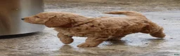 Mini Goldendoodle dogs for sale: Tyson - Ad 2