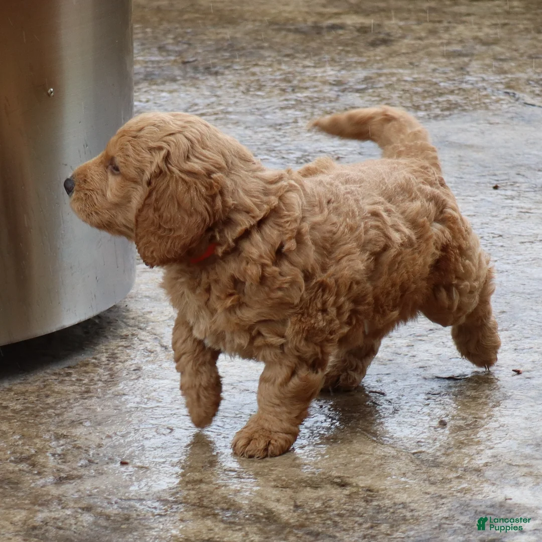 Mini Goldendoodle dogs for sale: Tyson - Ad 2