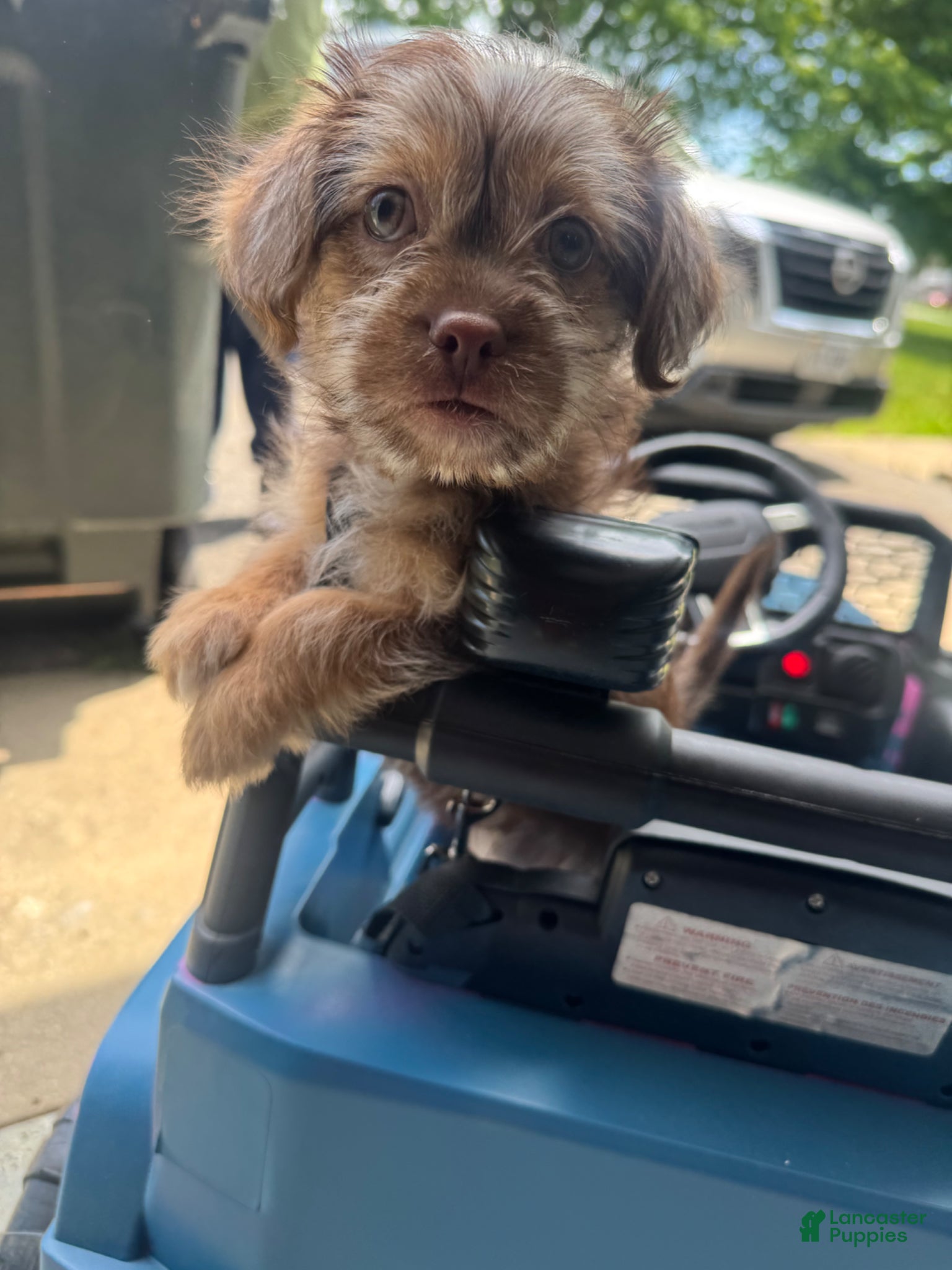Mixed Breed dogs for sale: Mixed Breed Puppy 1 - Ad 2