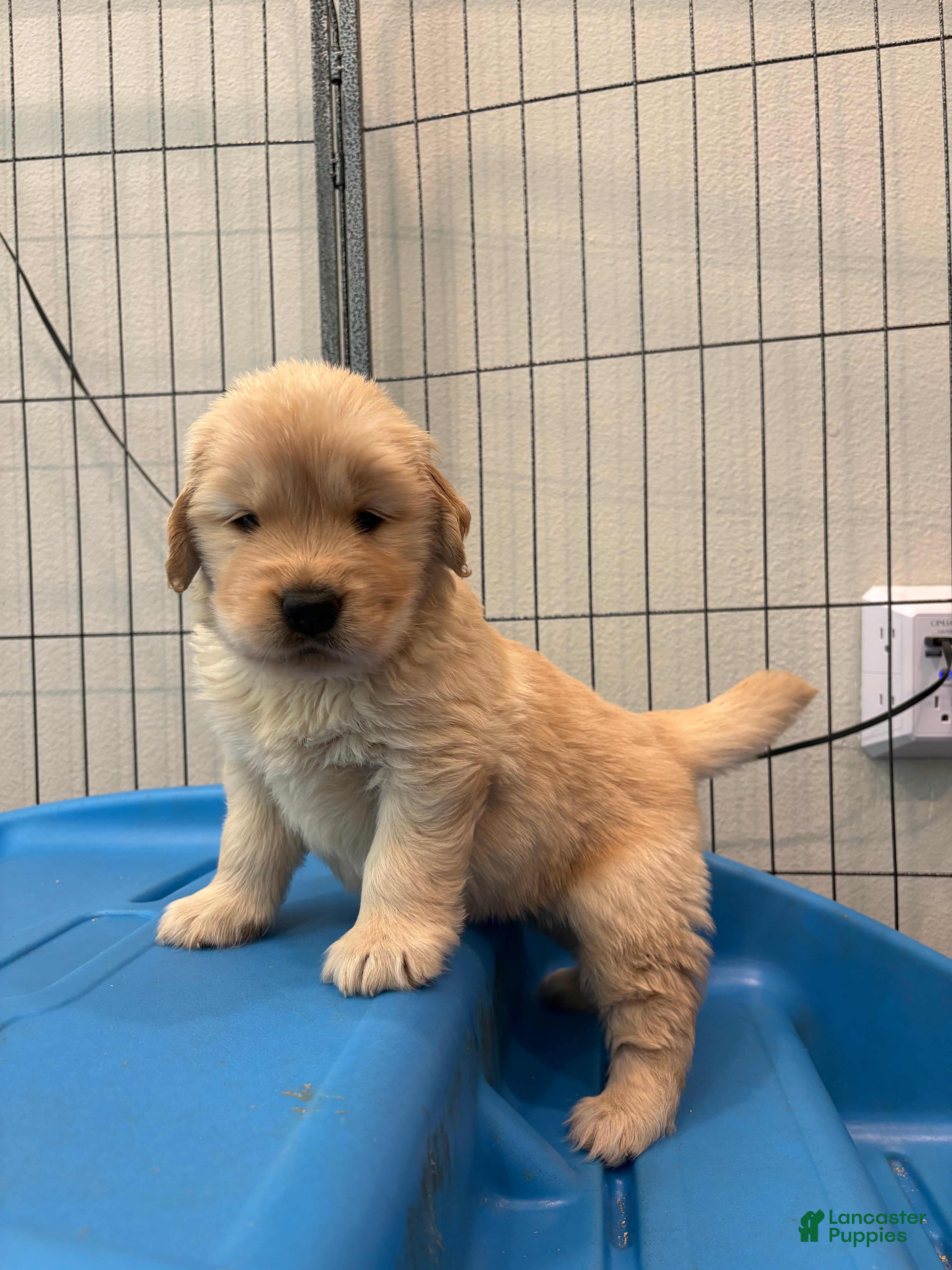 Golden Retriever dogs Golden Retriever Puppy 2 - Ad 2