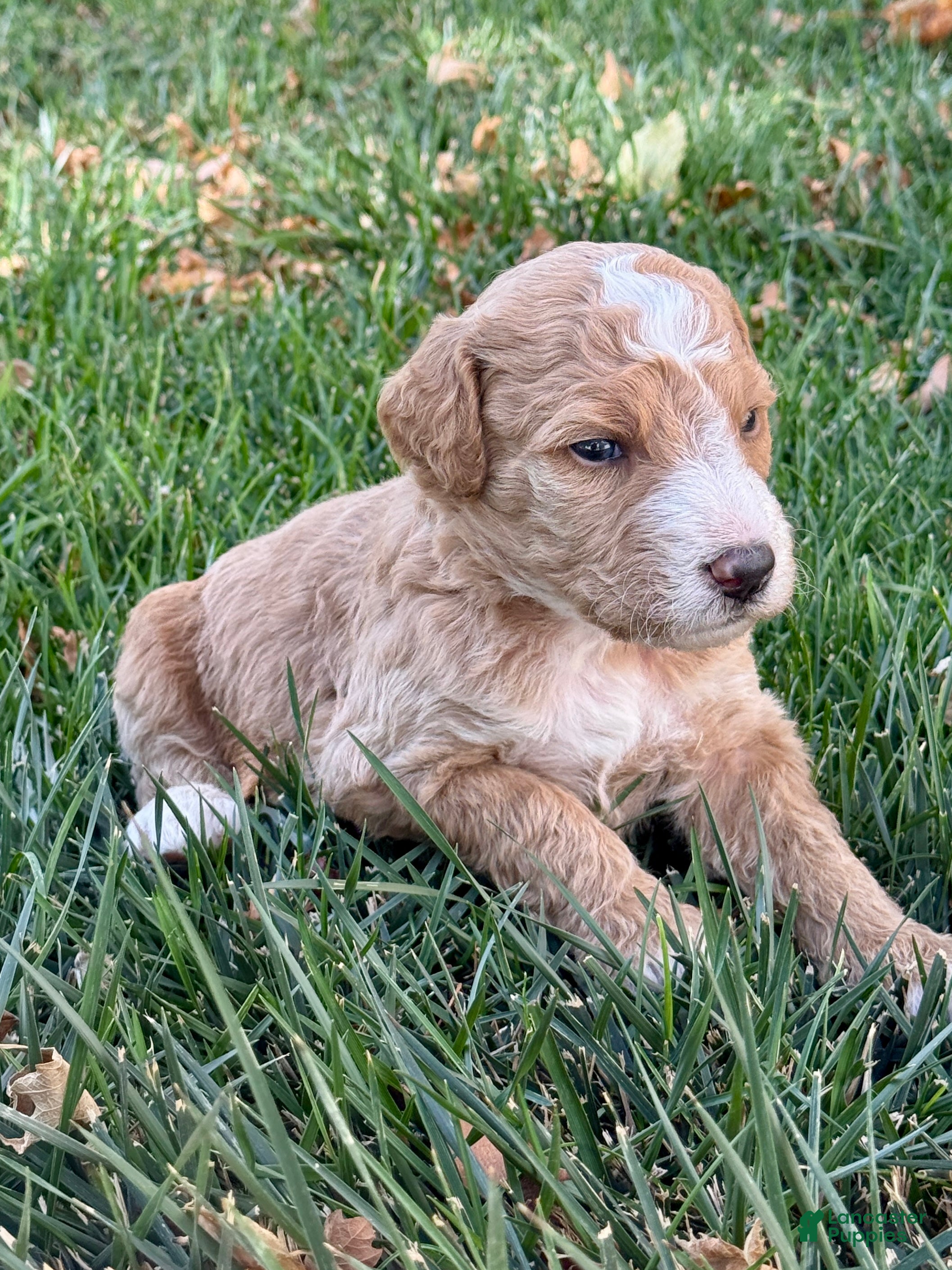 Bernedoodle dogs Jack - Ad 1