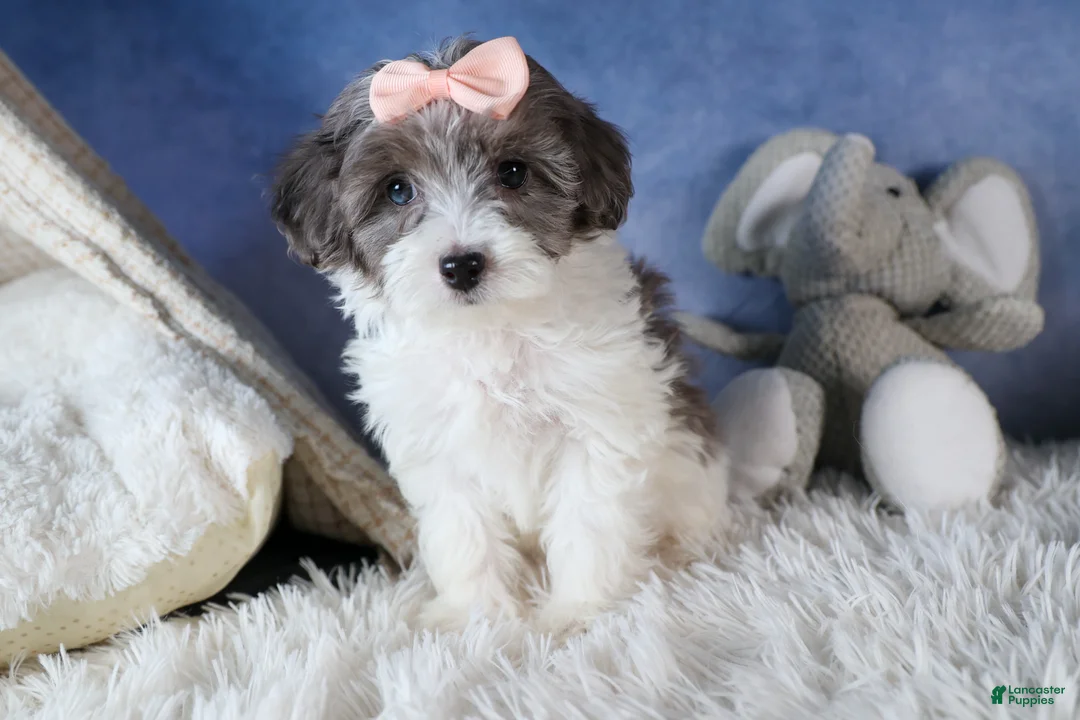 Havapoo dogs for sale: FIONA - Ad 7