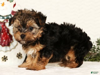 Yorkiepoo dogs Troy 2.5lbs - Ad 3