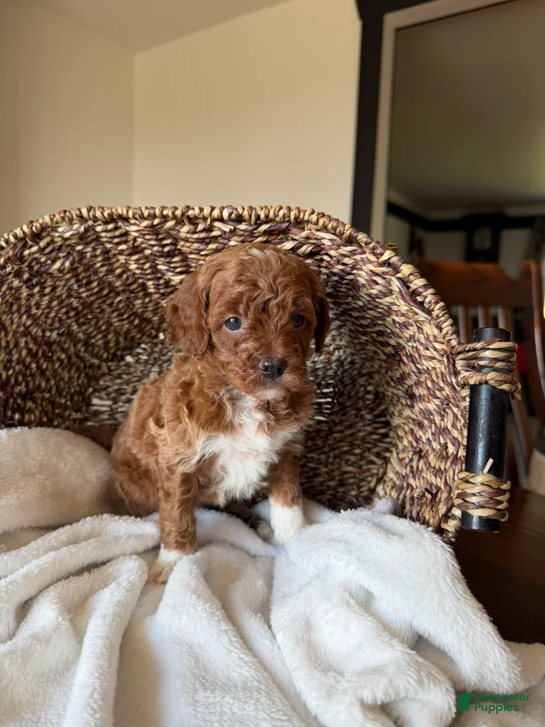 Mini Goldendoodle dogs for sale: Hazel - Ad 4