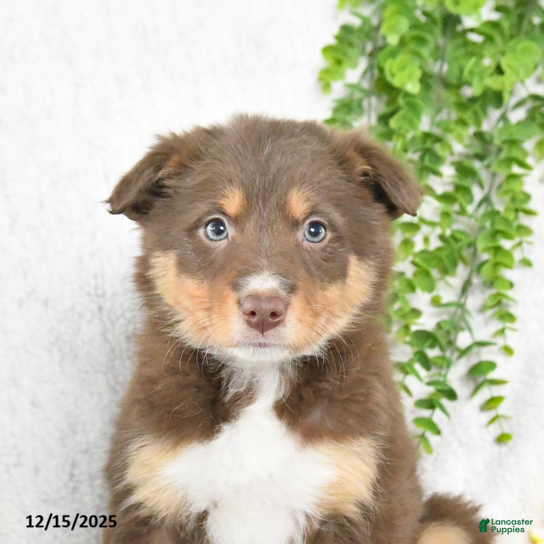 Border Collie dogs for sale: Lucky - Ad 4