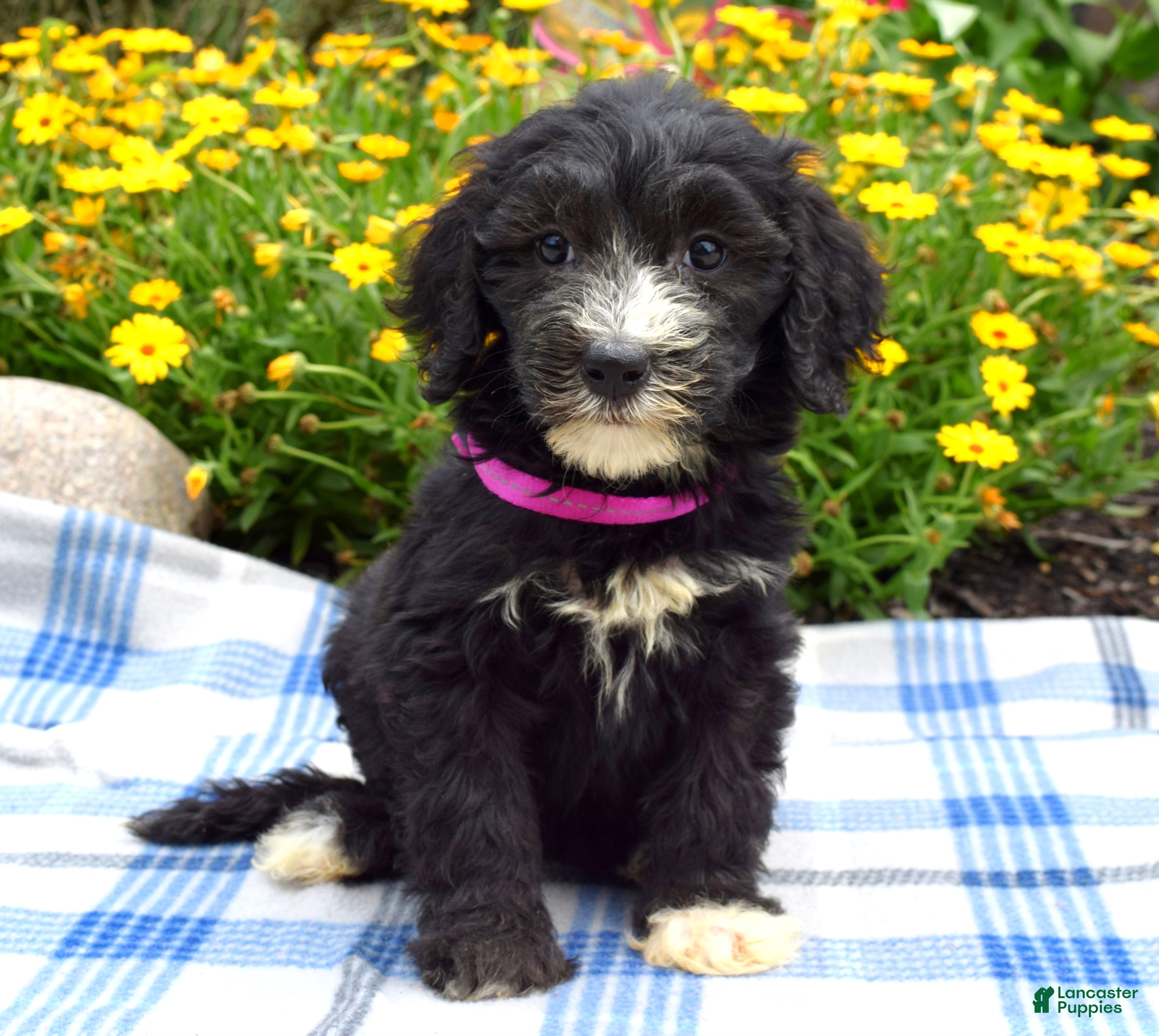 Sheepadoodle dogs Sugar - Ad 2
