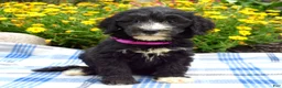 Sheepadoodle dogs for sale: Sugar - Ad 2