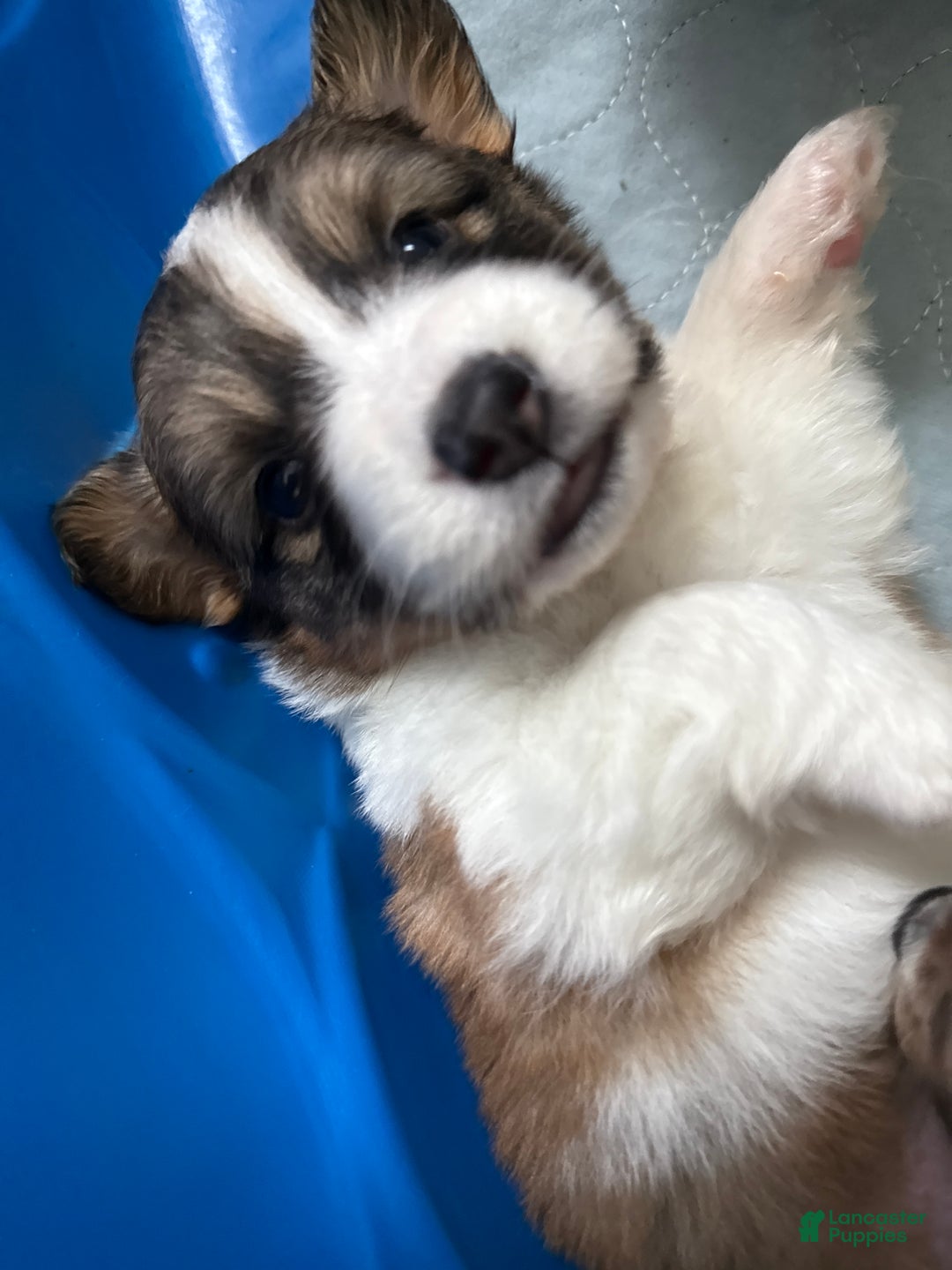 Welsh Corgi Pembroke dogs for sale: Welsh Corgi Pembroke Puppy 4 - Ad 3