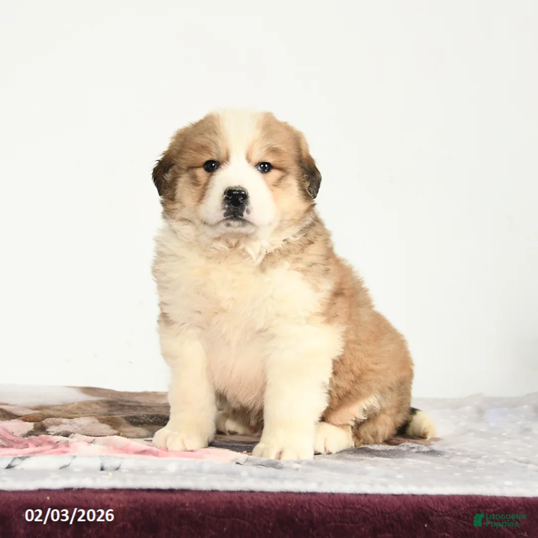 Mixed Breed dogs for sale: Popper - Ad 2