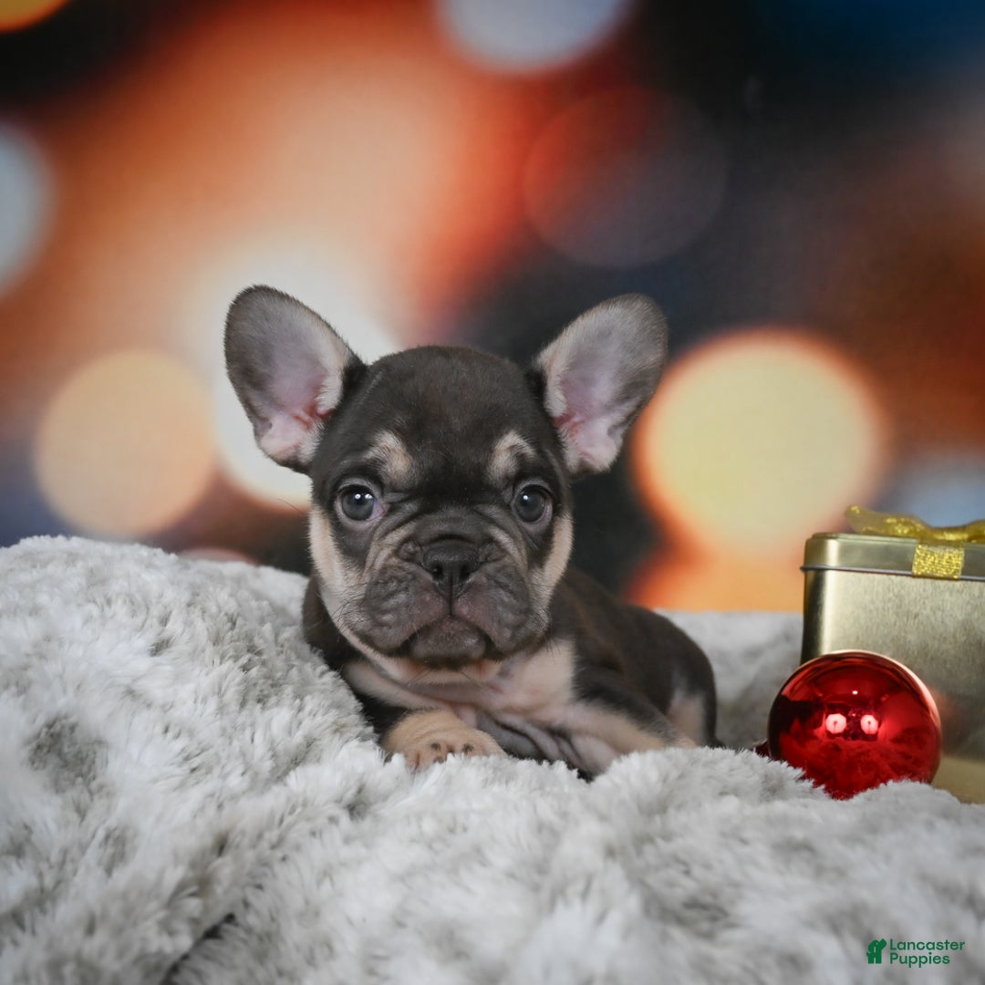 French Bulldog dogs for sale: Cordell - Ad 8
