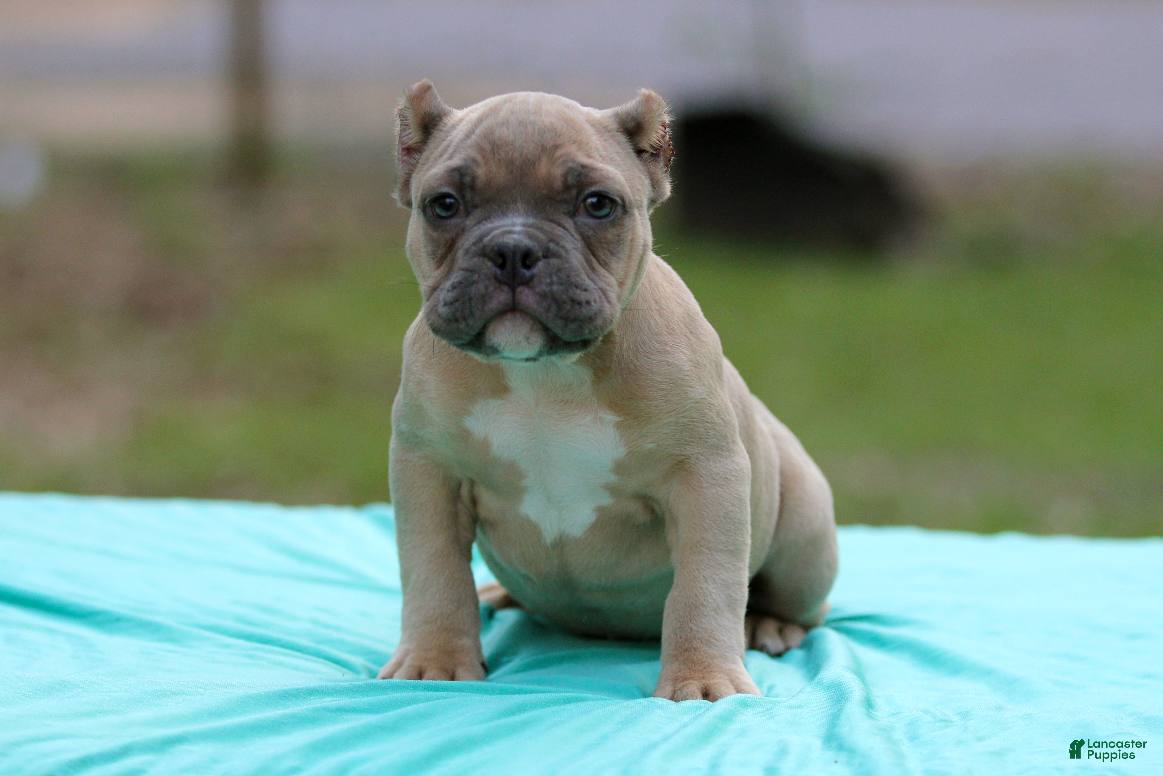 American Bully dogs Fawn male - Ad 23