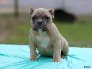American Bully dogs Fawn male - Ad 23