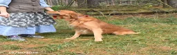 Golden Retriever dogs for sale: Wiggles - Ad 7