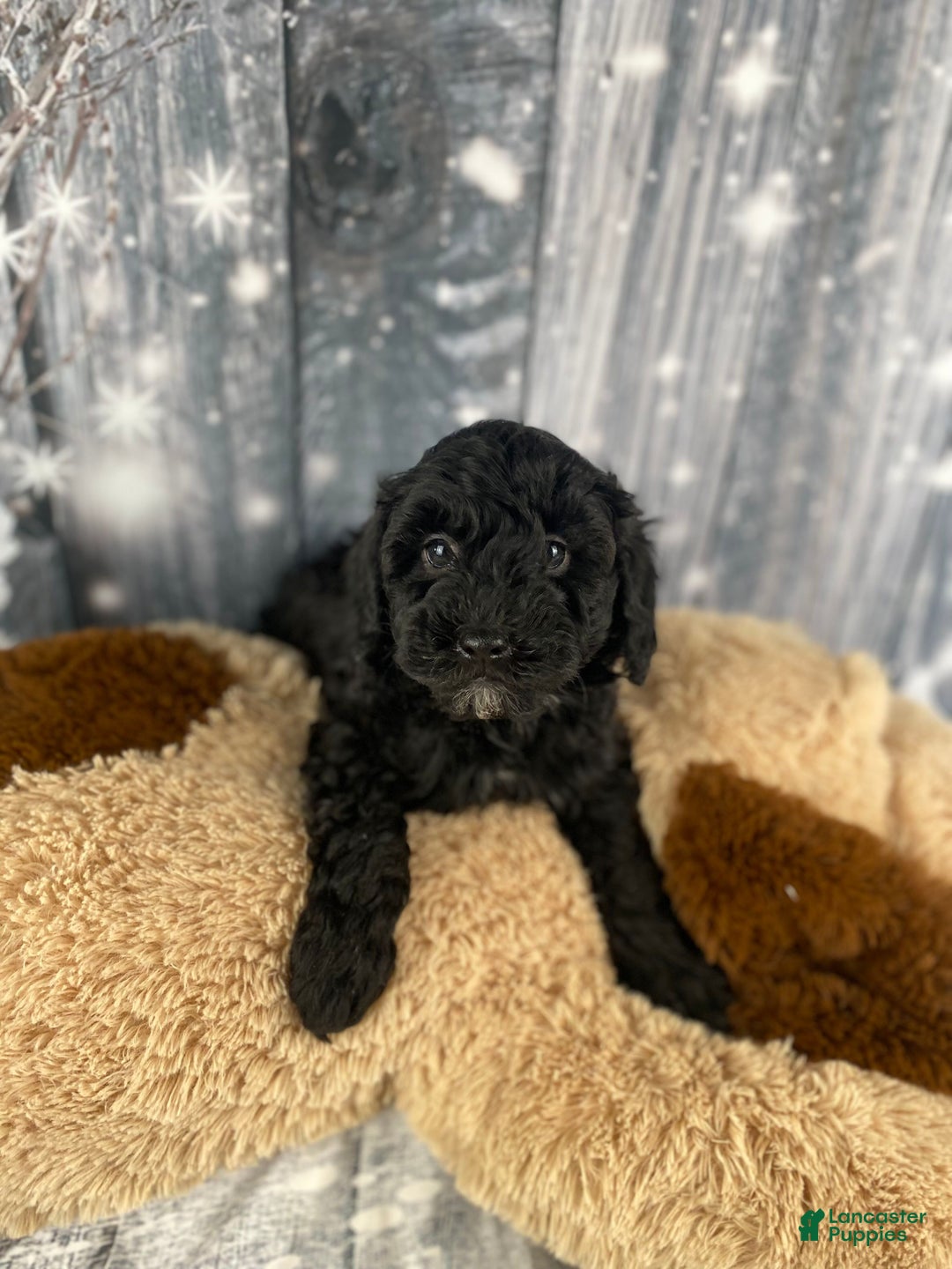 Cavapoo dogs for sale: Rusty - Ad 2